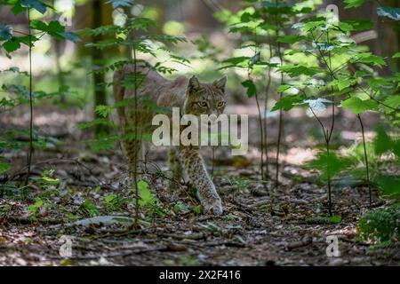 Zoologie, Säugetier (Säugetiere), Eurasischer Luchs (Lynx Lynx), Gefangenschaft, Bayern, Deutschland, ADDITIONAL-RIGHTS-CLEARANCE-INFO-NOT-AVAILABLE Stockfoto