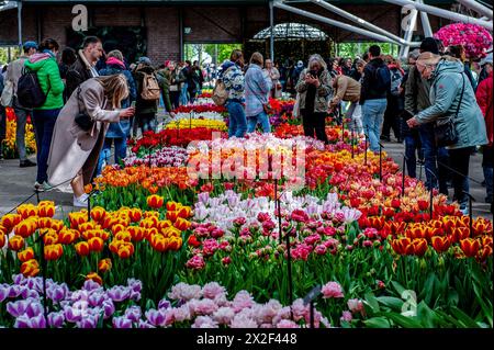 Lisse, Niederlande. April 2024. Man sieht Menschen, die Fotos von einer der Blumenausstellungen machen. Keukenhof ist auch als der Garten Europas bekannt, einer der größten Blumengärten der Welt und befindet sich in Lisse.Niederlande.während der fast acht Wochen geöffnet, werden weit über 1,4 Millionen Menschen aus der ganzen Welt die Ausstellung besuchen. Zusätzlich zu den Millionen von Tulpen, Narzissen und Hyazinthen im Park sind die Blumenshows in den Pavillons größer und schöner geworden. (Foto: Ana Fernandez/SOPA Images/SIPA USA) Credit: SIPA USA/Alamy Live News Stockfoto