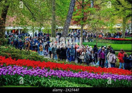 Lisse, Niederlande. April 2024. Tausende von Menschen werden beim Besuch des Gartens gesehen. Keukenhof ist auch als der Garten Europas bekannt, einer der größten Blumengärten der Welt und befindet sich in Lisse.Niederlande.während der fast acht Wochen geöffnet, werden weit über 1,4 Millionen Menschen aus der ganzen Welt die Ausstellung besuchen. Zusätzlich zu den Millionen von Tulpen, Narzissen und Hyazinthen im Park sind die Blumenshows in den Pavillons größer und schöner geworden. (Foto: Ana Fernandez/SOPA Images/SIPA USA) Credit: SIPA USA/Alamy Live News Stockfoto