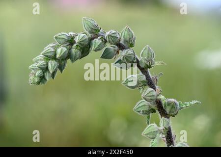 Blühende Knospen Knospen des braunen Hollyhocks (Alcea setosa) خطميه, fotografiert im März in Untergaliläa, Israel Stockfoto