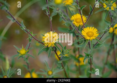 Asteriscus spinosus, syn Pallenis spinosa, Spiny Starwort, نجمة مريم, fotografiert im März in Niedergaliläa, Israel Stockfoto