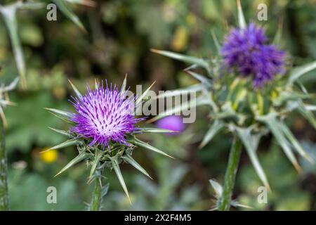 Silybum marianum unsere Lieben-Thistle, Heilige Thistle, Milch-Thistle خرفيش الجمالPhotographed im unteren Galiläa, Israel im März Silybum marianum ist ein s Stockfoto