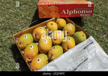 Alphanso Ratnagiri Mangos in einer Schachtel zum Verkaufen und Kaufen, Mangos Hintergrund Stockfoto