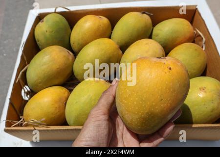 Alphanso Ratnagiri Mangos in einer Schachtel zum Verkaufen und Kaufen, Mangos Hintergrund Stockfoto
