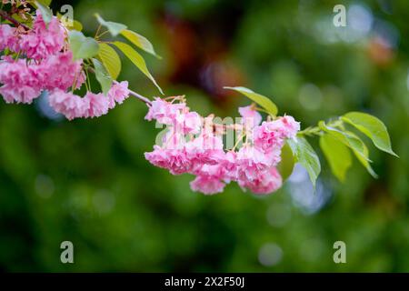 Zweig der Prunus Kanzan-Kirsche. Rosafarbene Doppelblumen und grüne Blätter im Hintergrund des blauen Himmels, Nahaufnahme. Stockfoto