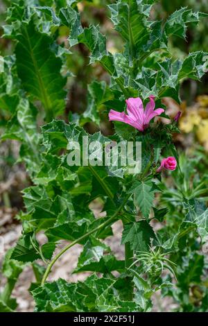 Malva sylvestris Holzmalve خبيزه fotografiert im unteren Galiläa, Israel im März Malva sylvestris ist eine Art der Malve-Gattung Malva im f Stockfoto