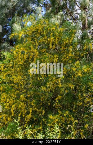 Gelbe Blüten einer Acacia saligna, allgemein bekannt unter verschiedenen Namen, darunter Coojong, goldener Kranz-Wattle, orangefarbener Wattle, blaublättriger Wattle, Weste Stockfoto