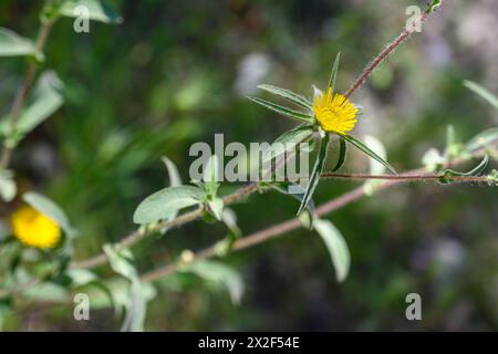 Asteriscus spinosus, syn Pallenis spinosa, Spiny Starwort, نجمة مريم, fotografiert im März in Niedergaliläa, Israel Stockfoto