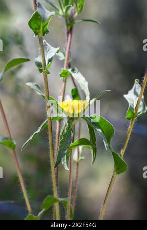 Asteriscus spinosus, syn Pallenis spinosa, Spiny Starwort, نجمة مريم, fotografiert im März in Niedergaliläa, Israel Stockfoto