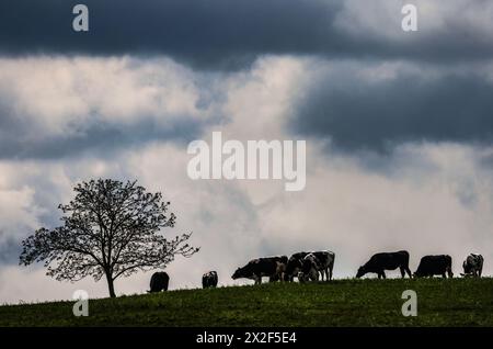 22. April 2024, Nordrhein-Westfalen, Zülpich: Kühe weiden auf einem Feld. Foto: Oliver Berg/dpa Stockfoto