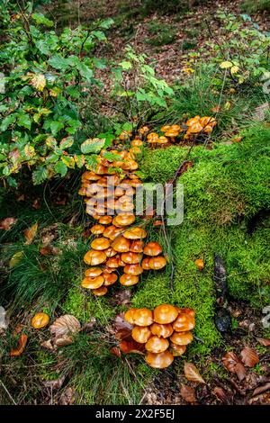 Eine Pilzgruppe, fotografiert in den Ardennen, Belgien Stockfoto