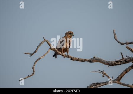 Bateleur (Terathopius ecaudatus) auf einem Ast. Fotografiert in Botswana. Stockfoto