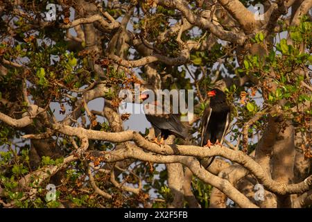 Bateleur (Terathopius ecaudatus) auf einem Ast. Fotografiert in Botswana. Stockfoto