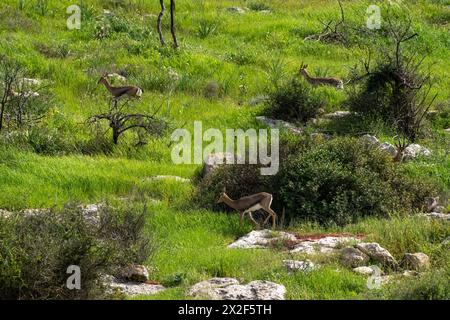 Eine Herde von Mountain Gazelle alias Palestine Mountain Gazelle (Gazella gazella). Fotografiert in Judäa-Vorgebirgen, Israel. Die Berg gazella ist der Mo Stockfoto