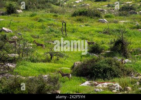 Eine Herde von Mountain Gazelle alias Palestine Mountain Gazelle (Gazella gazella). Fotografiert in Judäa-Vorgebirgen, Israel. Die Berg gazella ist der Mo Stockfoto