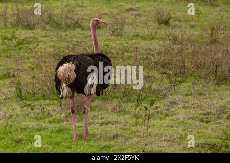 Strauß (Struthio camelus) in der afrikanischen Savanne Stockfoto