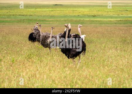 Strauß (Struthio camelus) in der afrikanischen Savanne Stockfoto