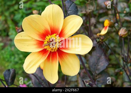 Die wunderschöne Dahlia „Mondfeuer“, auch bekannt als „Sonnenschein“, mit einer gebänderten schwebfliege (Syrphus ribesii) in ihrem Zentrum, die Nektar sammelt Stockfoto