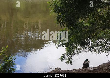 Lagoa Azul in Sintra, Portugal Stockfoto