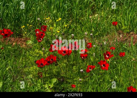 Eine blühende Wiese mit roten Anemonen-Coronaria-Blüten, fotografiert im Judäischen Vorgebirge, Israel Stockfoto