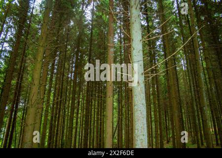 Fotografiert in den Ardennen, Belgien Stockfoto