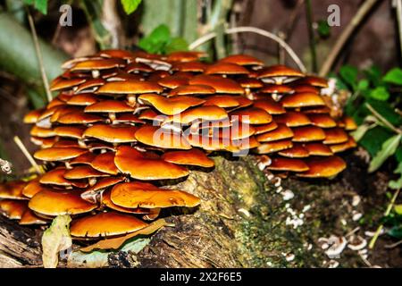 Eine Pilzgruppe, fotografiert in den Ardennen, Belgien Stockfoto