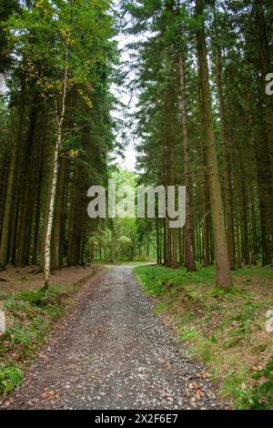 Fotografiert in den Ardennen, Belgien Stockfoto