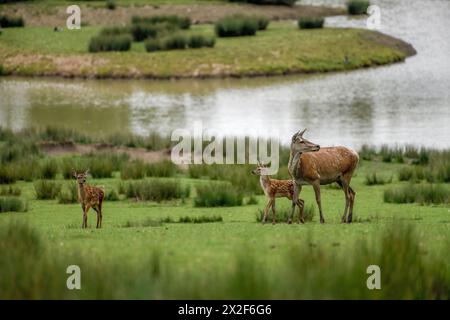 Zoologie, Säugetiere (Säugetiere), Rotwild (Cervus elaphus), weibliches Tier mit zwei Nestlingen, ADDITIONAL-RIGHTS-CLEARANCE-INFO-NOT-AVAILABLE Stockfoto