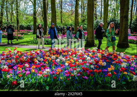 Lisse, Niederlande. April 2024. Man sieht Menschen, die um die Tulpen laufen. Keukenhof ist auch als der Garten Europas bekannt, einer der größten Blumengärten der Welt und befindet sich in Lisse.Niederlande.während der fast acht Wochen geöffnet, werden weit über 1,4 Millionen Menschen aus der ganzen Welt die Ausstellung besuchen. Zusätzlich zu den Millionen von Tulpen, Narzissen und Hyazinthen im Park sind die Blumenshows in den Pavillons größer und schöner geworden. Quelle: SOPA Images Limited/Alamy Live News Stockfoto