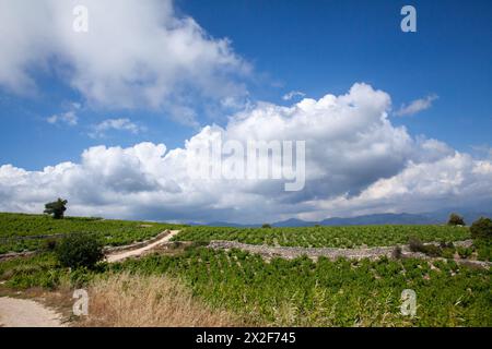 Weinberg auf Zypern Stockfoto