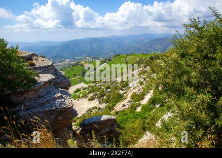 Weinberg auf Zypern Stockfoto