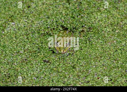 Zoologie, Amphibien (Amphibien), Speisefrosch (rana esculenta), ADDITIONAL-RIGHTS-CLEARANCE-INFO-NOT-AVAILABLE Stockfoto