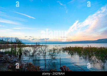 Am Ufer des Sees von Galiläa, [See Kineret oder See Tiberias] Israel Stockfoto