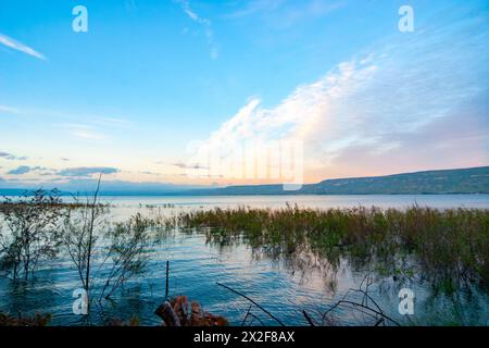 Am Ufer des Sees von Galiläa, [See Kineret oder See Tiberias] Israel Stockfoto