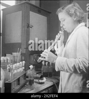 BLUTTROCKNUNGSEINHEIT: BLUTVERARBEITUNG IM LABOR, CAMBRIDGE, ENGLAND, Großbritannien, 1943 - Ein Mitarbeiter der Bluttrocknungsanlage an der Universität Cambridge entnimmt steriles, gefiltertes Plasma aus Reagenzgläsern in Standard-Transfusionsflaschen. Sie saugt mit einem Pipettengerät die Flüssigkeit mit dem Mund in die Pipette, um das Plasma in die Flaschen zu überführen Stockfoto