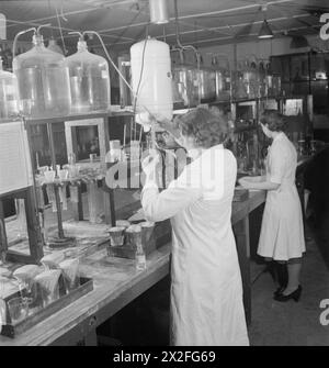 Laborarbeiterinnen überwachen die Reinheit von Zucker, der aus Zuckerrüben hergestellt wird, in einer Fabrik in Großbritannien, 1942, und gewährleisten so eine Qualitätskontrolle während der Verarbeitung. Stockfoto