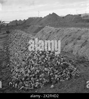 Zuckerrübenhaufen werden 1943 in einer britischen Fabrik gelagert, bevor sie zu Zucker verarbeitet werden. Stockfoto