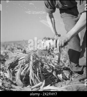 Eine Zuckerrübe wird manuell „bestrichen“, um den Blattanteil während der Ernte in Großbritannien 1942 von der Hauptwurzel zu entfernen. Stockfoto