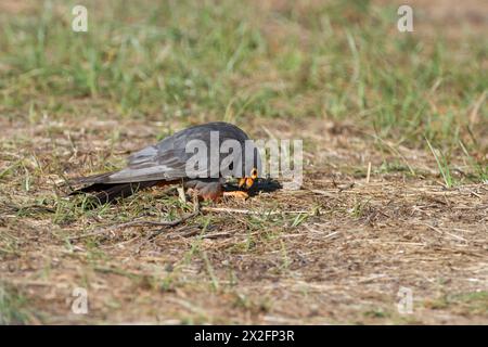 Männlicher Rotfußfalke (falco vespertinus), der auf dem Boden steht. Dieser Raubvogel kommt in Osteuropa und Asien vor, ist aber fast bedroht Stockfoto