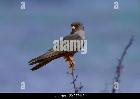 Männlicher Rotfußfalke (falco vespertinus), der auf einem Ast auf dem Boden thront. Dieser Raubvogel kommt in Osteuropa und Asien vor, ist aber zu einem geworden Stockfoto