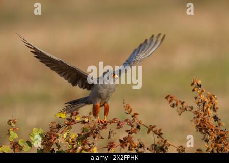 Männlicher Rotfußfalke (falco vespertinus), der auf einem Ast auf dem Boden thront. Dieser Raubvogel kommt in Osteuropa und Asien vor, ist aber zu einem geworden Stockfoto