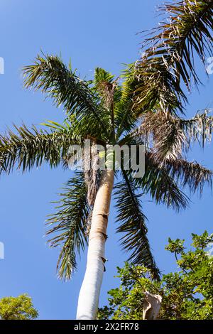 Ägyptische Dattelpalme, Phoenix dactylifera, mit blauem Himmel. Assuan, Ägypten. Stockfoto