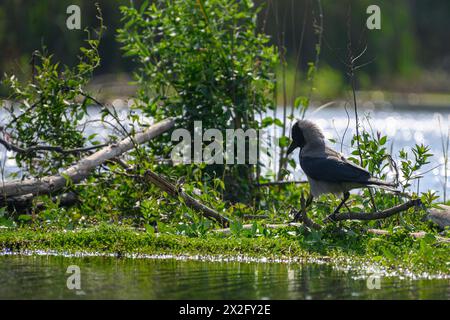 Kapuzenkrähe (Corvus cornix), fotografiert im April im künstlichen ökologischen Teich und Vogelschutzgebiet im Hayarkon Park, Tel Aviv, Israel Stockfoto