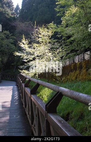 Baum mit blühenden Blumen an einer Holzstraße in Taiwans Alishan National Forest Recreation Area Stockfoto