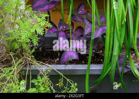 Lila falsche Schamrock (Oxalis triangularis) Nahaufnahme des dreieckigen Blattes, fotografiert in einem Garten in Jaffa, Israel. Oxalis triangularis ist eine Spezies Stockfoto