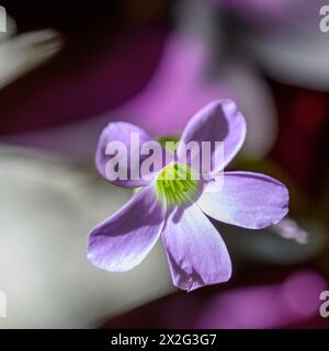 Rosafarbene Blüten eines violetten Falschschschamrock (Oxalis triangularis) Nahaufnahme des dreieckigen Blattes, fotografiert in einem Garten in Jaffa, Israel. Oxalis triang Stockfoto