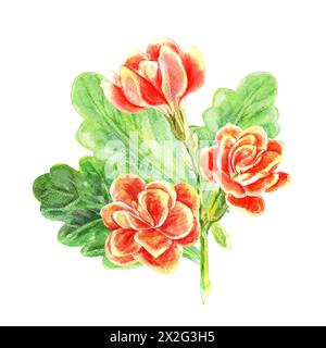 Kalanchoe-Blüten und Blätter von Sukkulenten-Bouquet. Aquarell handgemalte Illustration isoliert auf weißem Hintergrund. Dekoration für Grußkarten, Stockfoto