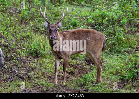 Zoologie, Säugetier (Säugetiere), Rusa-Hirsch oder Javan-rusa (Cervus timorensis), männliches Tier, ADDITIONAL-RIGHTS-CLEARANCE-INFO-NOT-AVAILABLE Stockfoto