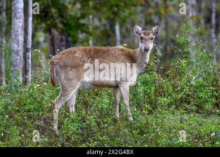 Zoologie, Säugetier (Säugetiere), Rusa-Hirsch oder Javan-rusa (Cervus timorensis), weibliches Tier, ADDITIONAL-RIGHTS-CLEARANCE-INFO-NOT-AVAILABLE Stockfoto