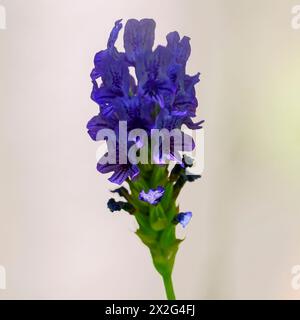 Lavandula multifida, der ägyptische Lavendel, ist eine kleine Pflanze, manchmal auch ein Sträucher, die in den südlichen Regionen des Mittelmeers beheimatet ist Stockfoto